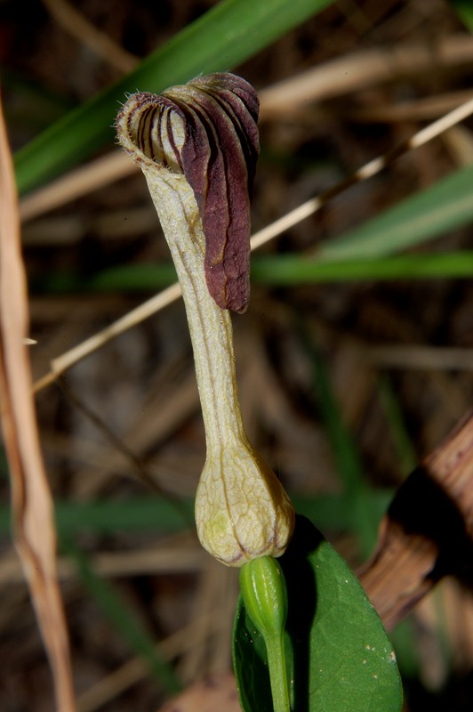 Aristolochia rotunda ssp. insularis / Aristolochia rotonda